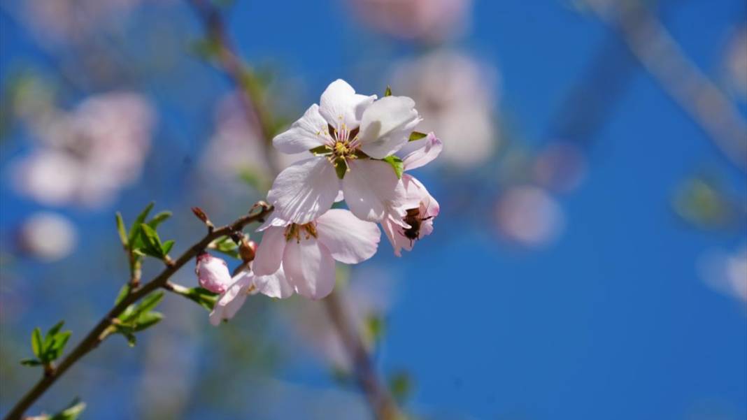 Hakkari'nin bir tarafı bahar diğer tarafı kış 10