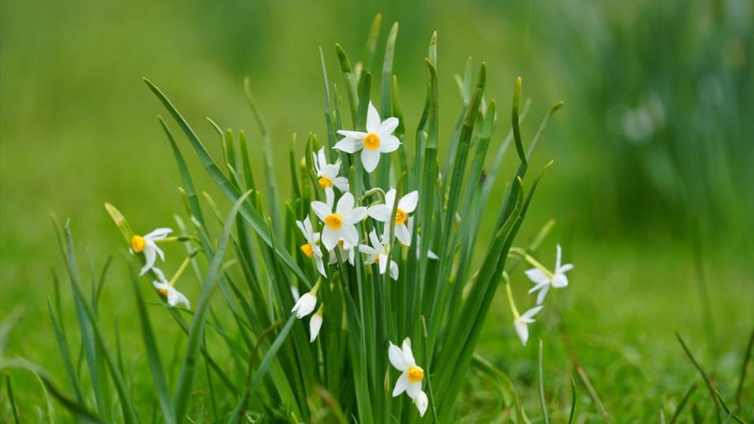 Hakkari'nin bir tarafı bahar diğer tarafı kış 11