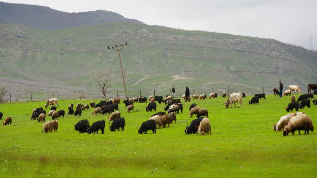 Hakkari'nin bir tarafı bahar diğer tarafı kış 12