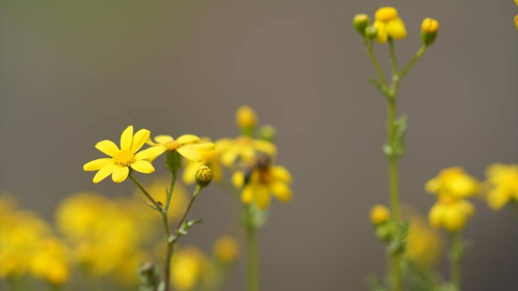 Hakkari'nin bir tarafı bahar diğer tarafı kış 9