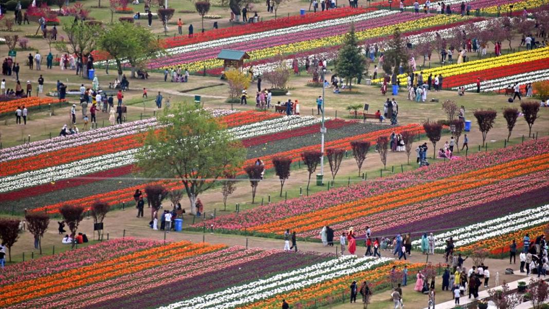 Asya'nın en büyük lale bahçesi Keşmir'de açıldı 1