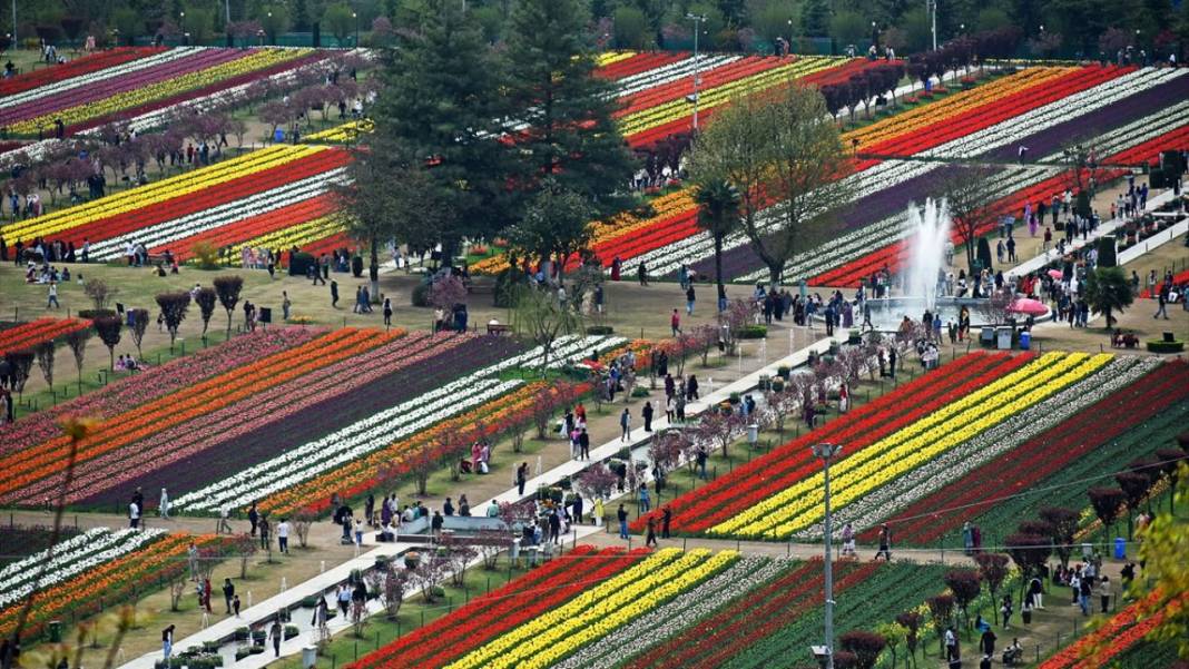 Asya'nın en büyük lale bahçesi Keşmir'de açıldı 10