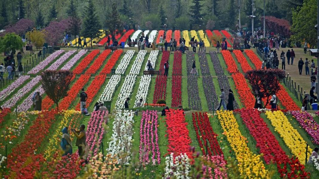 Asya'nın en büyük lale bahçesi Keşmir'de açıldı 11