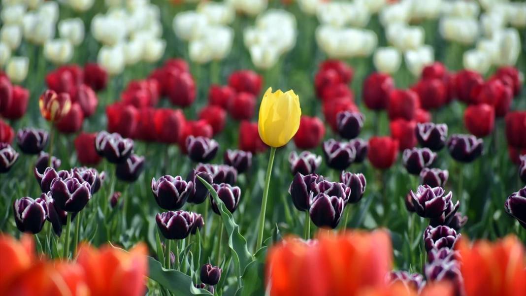 Asya'nın en büyük lale bahçesi Keşmir'de açıldı 12