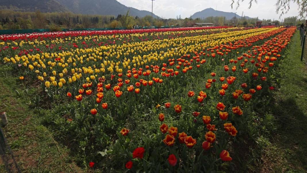 Asya'nın en büyük lale bahçesi Keşmir'de açıldı 13