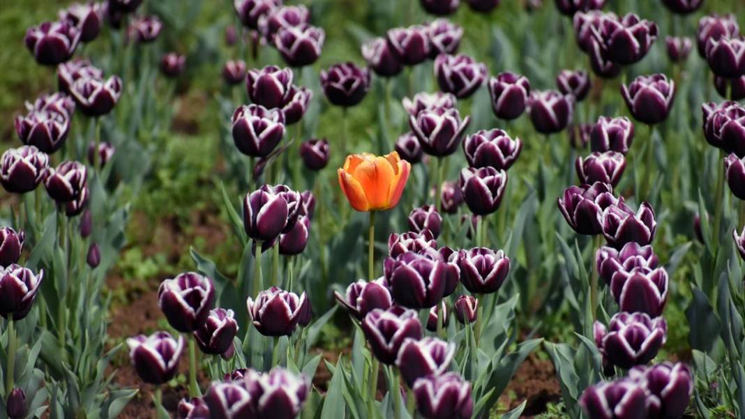 Asya'nın en büyük lale bahçesi Keşmir'de açıldı 14