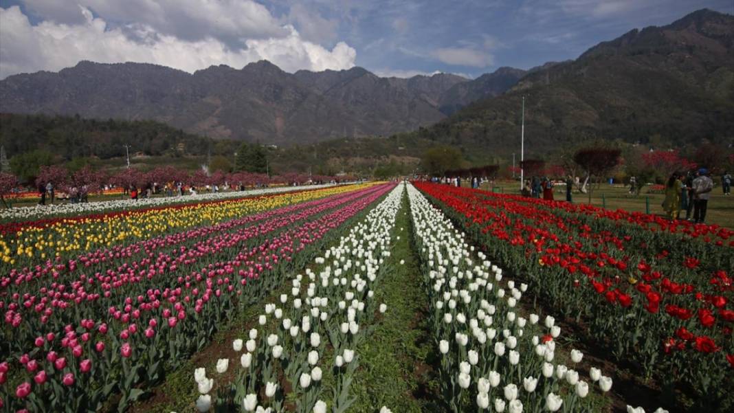 Asya'nın en büyük lale bahçesi Keşmir'de açıldı 2
