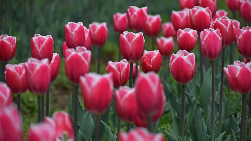 Asya'nın en büyük lale bahçesi Keşmir'de açıldı 3