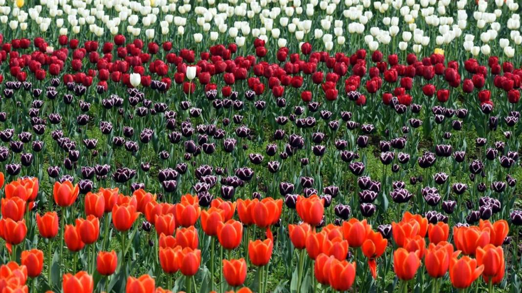 Asya'nın en büyük lale bahçesi Keşmir'de açıldı 4