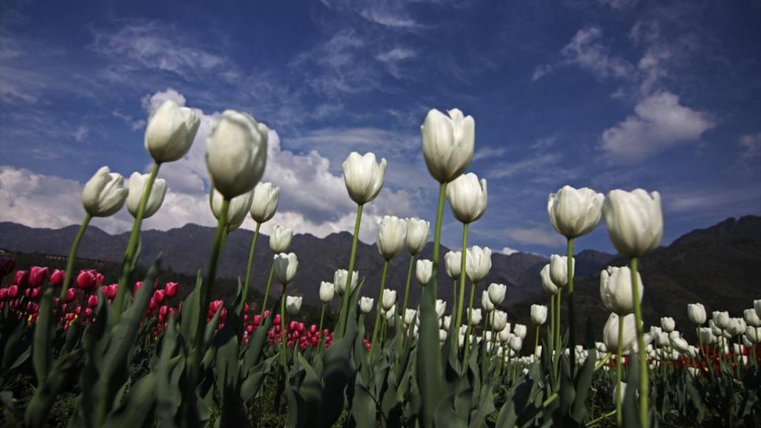 Asya'nın en büyük lale bahçesi Keşmir'de açıldı 5