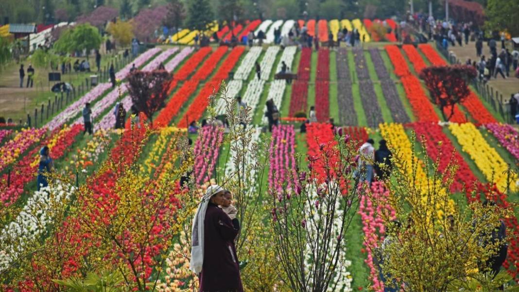 Asya'nın en büyük lale bahçesi Keşmir'de açıldı 6