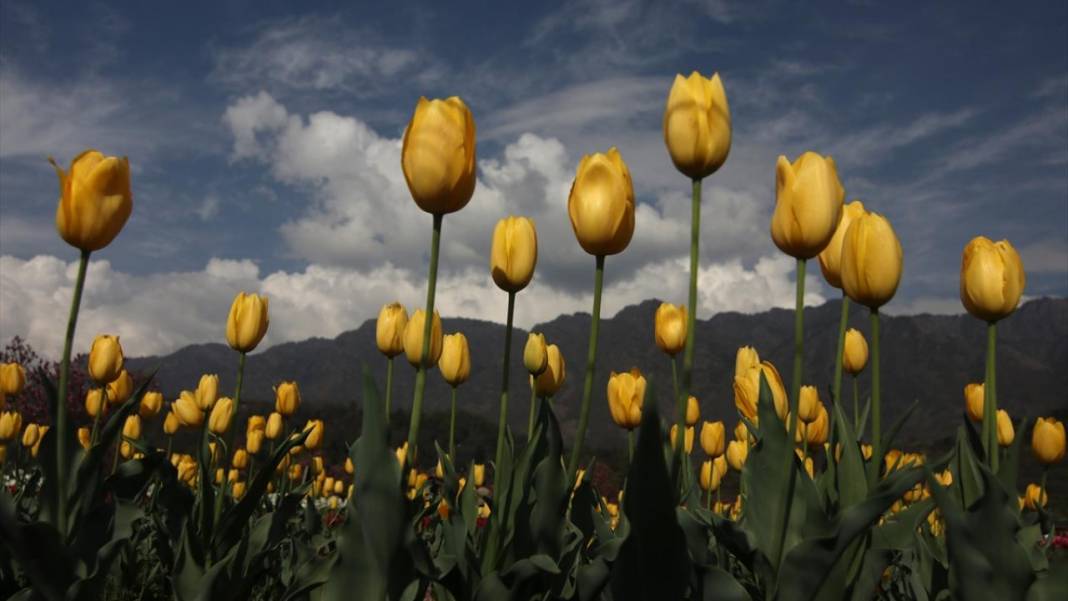 Asya'nın en büyük lale bahçesi Keşmir'de açıldı 7