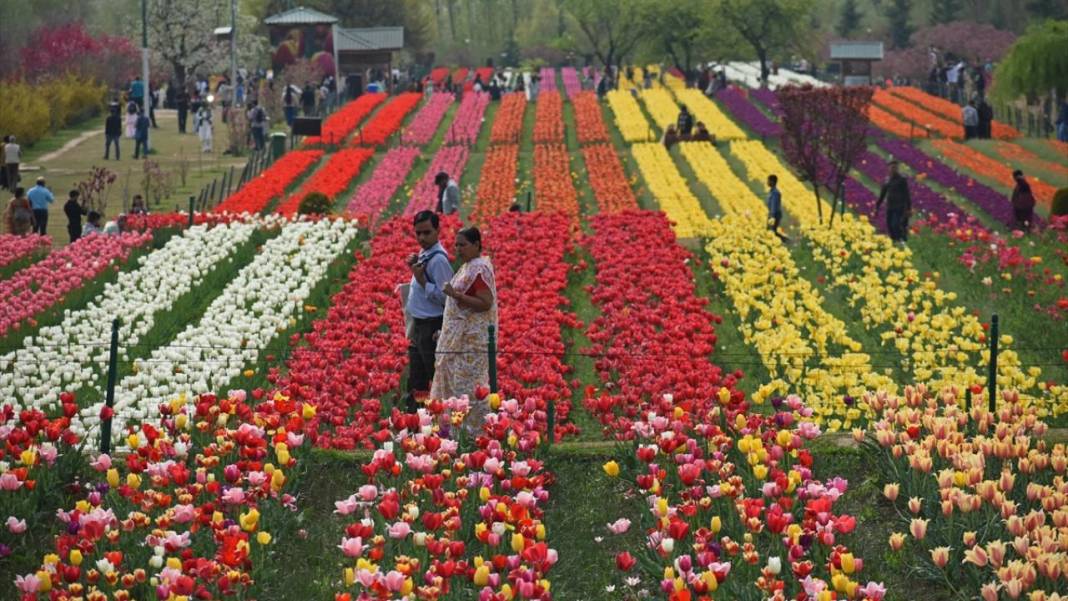 Asya'nın en büyük lale bahçesi Keşmir'de açıldı 8