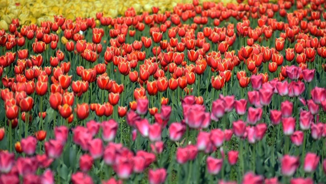 Asya'nın en büyük lale bahçesi Keşmir'de açıldı 9