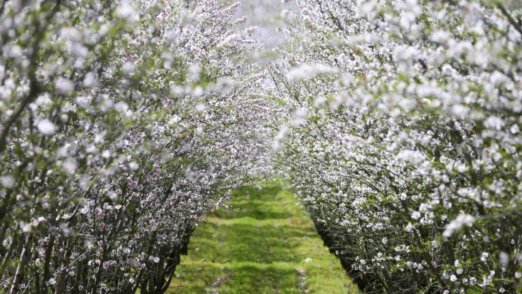 Bahçeler badem çiçekleri ile beyaza boyandı 1