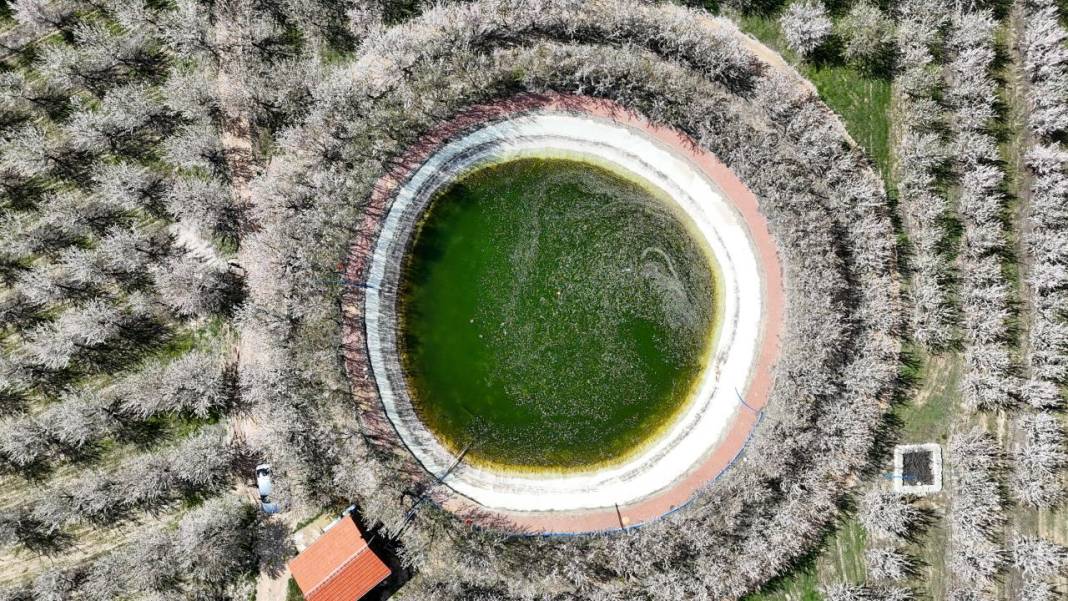 Bahçeler badem çiçekleri ile beyaza boyandı 10