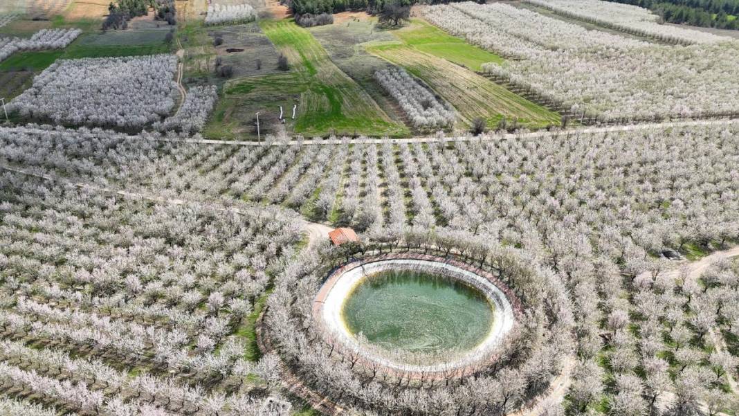 Bahçeler badem çiçekleri ile beyaza boyandı 11