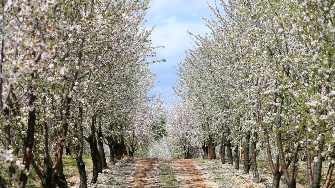Bahçeler badem çiçekleri ile beyaza boyandı 12