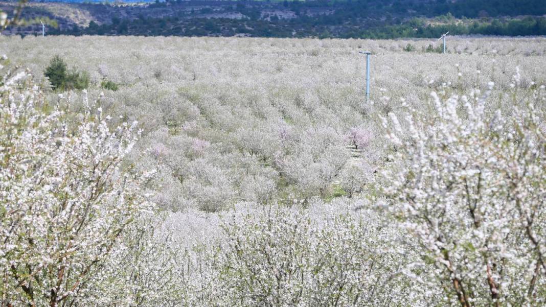 Bahçeler badem çiçekleri ile beyaza boyandı 13
