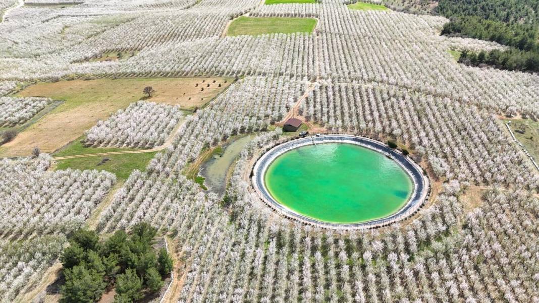 Bahçeler badem çiçekleri ile beyaza boyandı 2