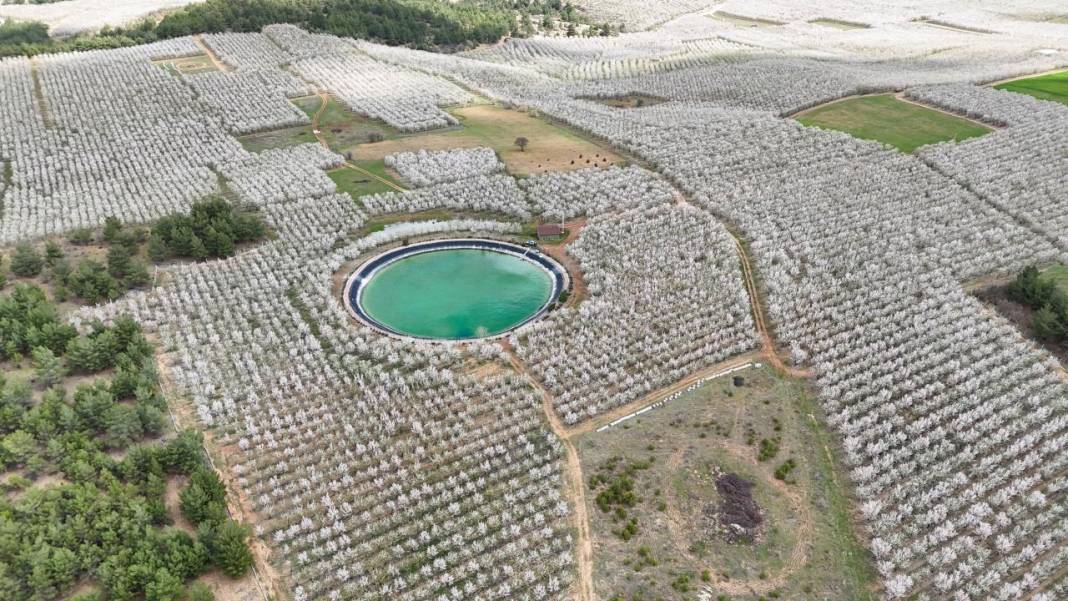 Bahçeler badem çiçekleri ile beyaza boyandı 3