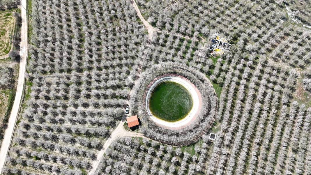 Bahçeler badem çiçekleri ile beyaza boyandı 4