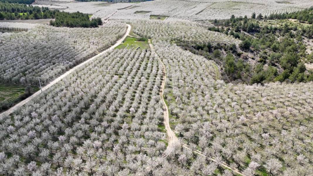 Bahçeler badem çiçekleri ile beyaza boyandı 5