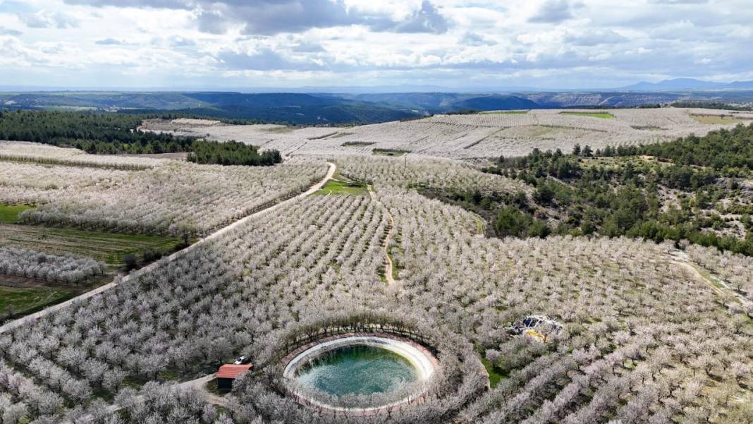 Bahçeler badem çiçekleri ile beyaza boyandı 6