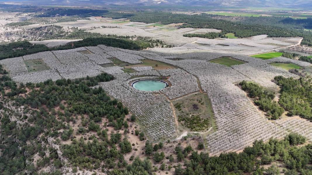 Bahçeler badem çiçekleri ile beyaza boyandı 7
