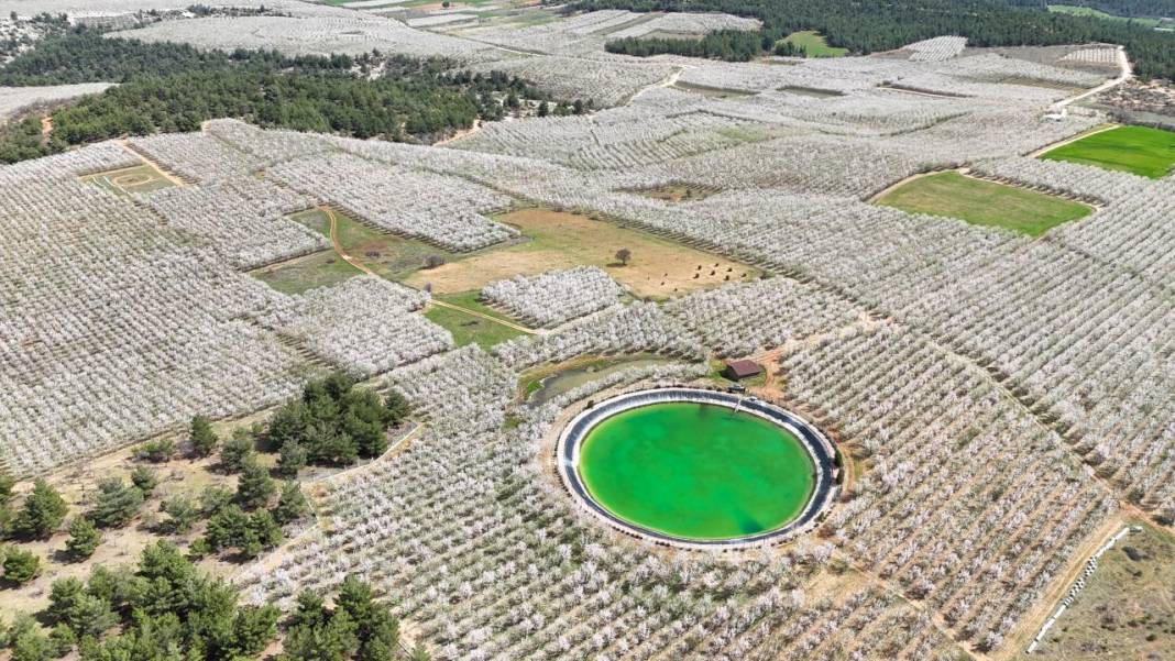 Bahçeler badem çiçekleri ile beyaza boyandı 9