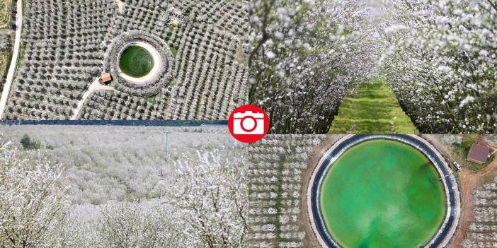 Bahçeler badem çiçekleri ile beyaza boyandı