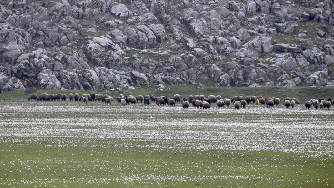 Bitlis'te 'baharın müjdecisi' çiğdemler ile tabiat şenlendi 1