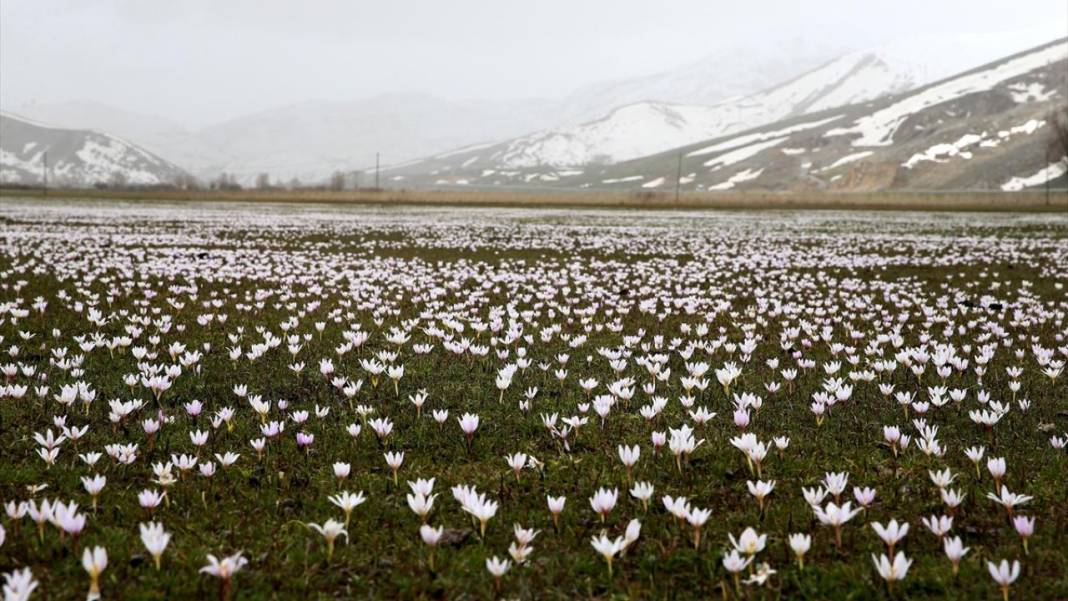 Bitlis'te 'baharın müjdecisi' çiğdemler ile tabiat şenlendi 10