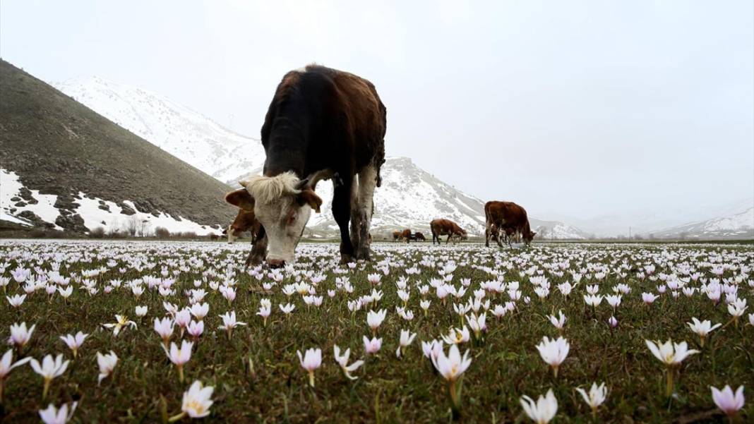 Bitlis'te 'baharın müjdecisi' çiğdemler ile tabiat şenlendi 11