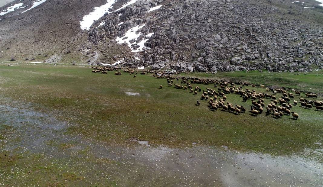 Bitlis'te 'baharın müjdecisi' çiğdemler ile tabiat şenlendi 12