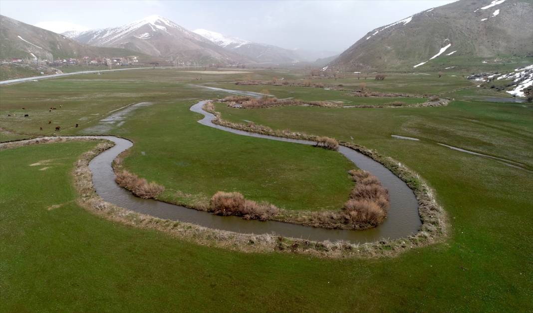 Bitlis'te 'baharın müjdecisi' çiğdemler ile tabiat şenlendi 13