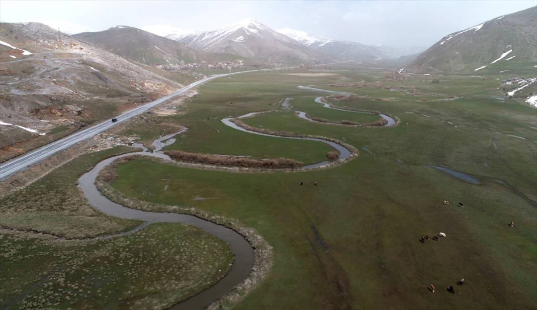 Bitlis'te 'baharın müjdecisi' çiğdemler ile tabiat şenlendi 14