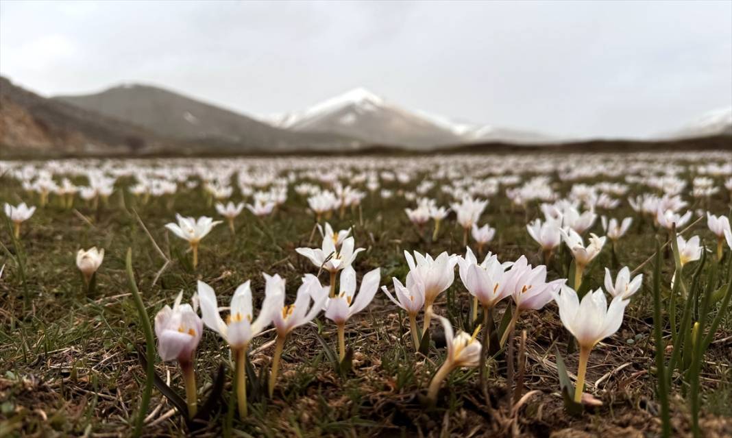 Bitlis'te 'baharın müjdecisi' çiğdemler ile tabiat şenlendi 16
