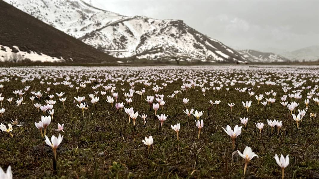 Bitlis'te 'baharın müjdecisi' çiğdemler ile tabiat şenlendi 2