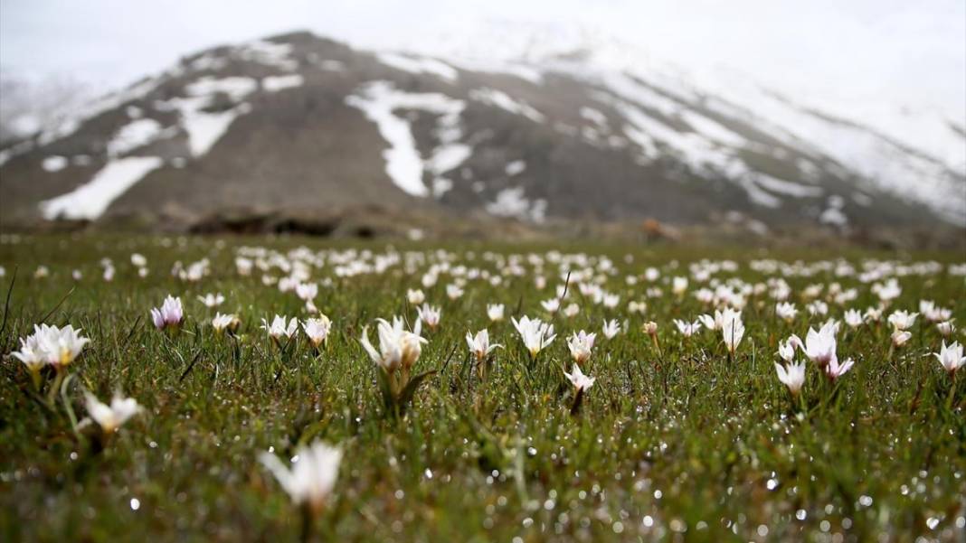 Bitlis'te 'baharın müjdecisi' çiğdemler ile tabiat şenlendi 3