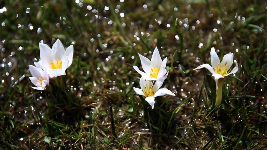 Bitlis'te 'baharın müjdecisi' çiğdemler ile tabiat şenlendi 4