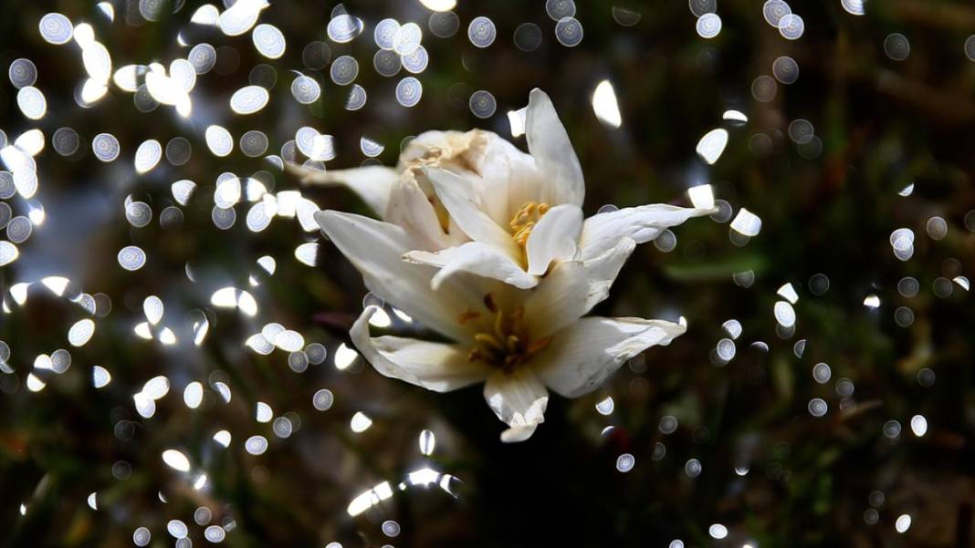 Bitlis'te 'baharın müjdecisi' çiğdemler ile tabiat şenlendi 5