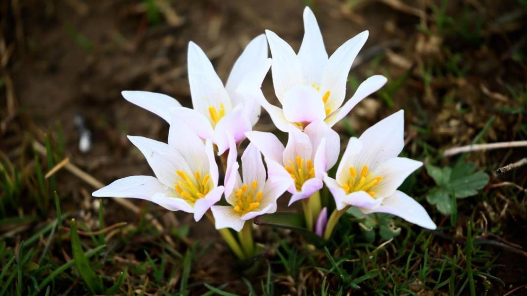 Bitlis'te 'baharın müjdecisi' çiğdemler ile tabiat şenlendi 6