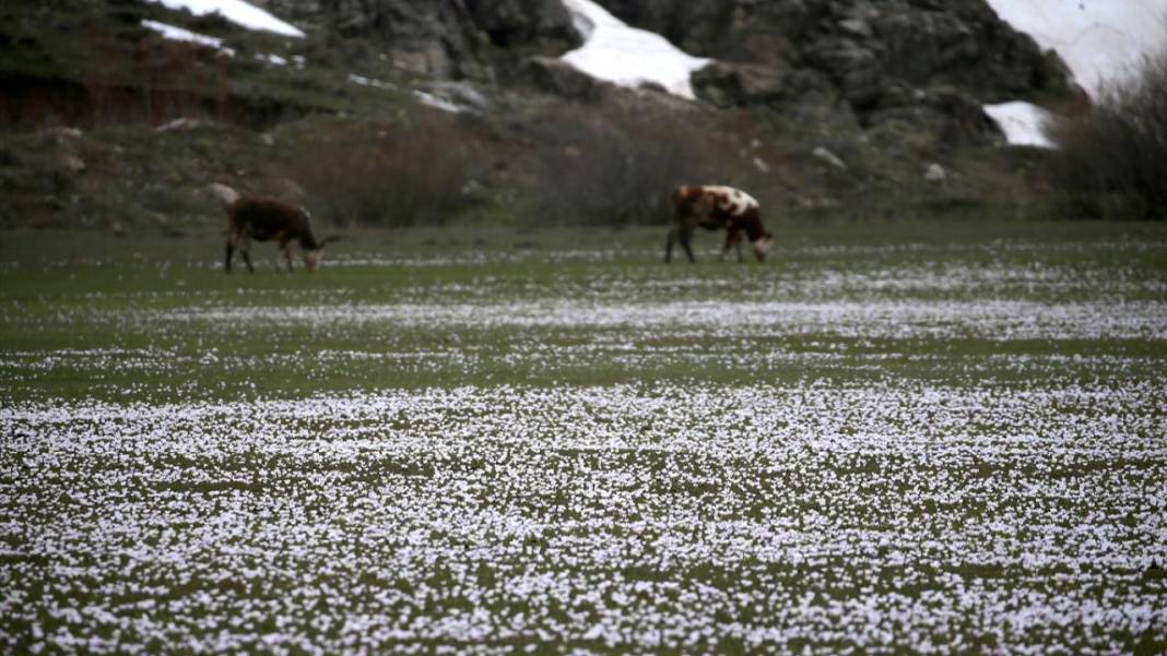 Bitlis'te 'baharın müjdecisi' çiğdemler ile tabiat şenlendi 7