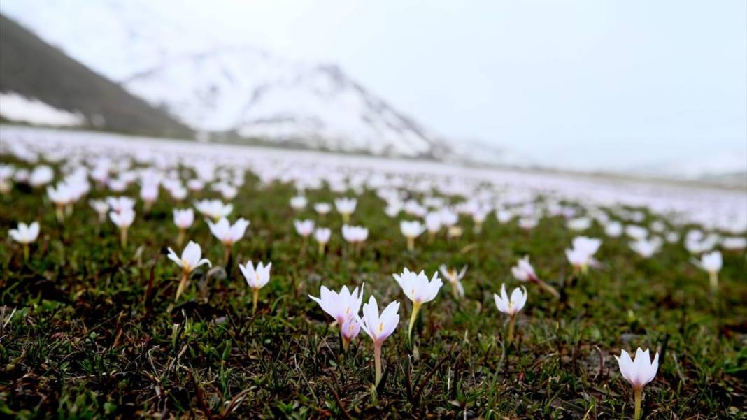 Bitlis'te 'baharın müjdecisi' çiğdemler ile tabiat şenlendi 8