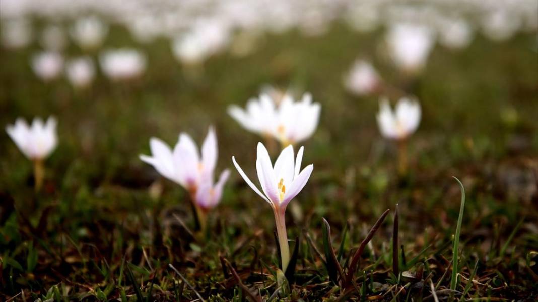 Bitlis'te 'baharın müjdecisi' çiğdemler ile tabiat şenlendi 9