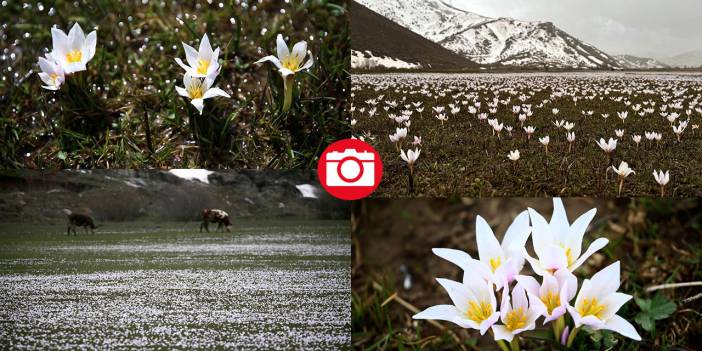Bitlis'te 'baharın müjdecisi' çiğdemler ile tabiat şenlendi