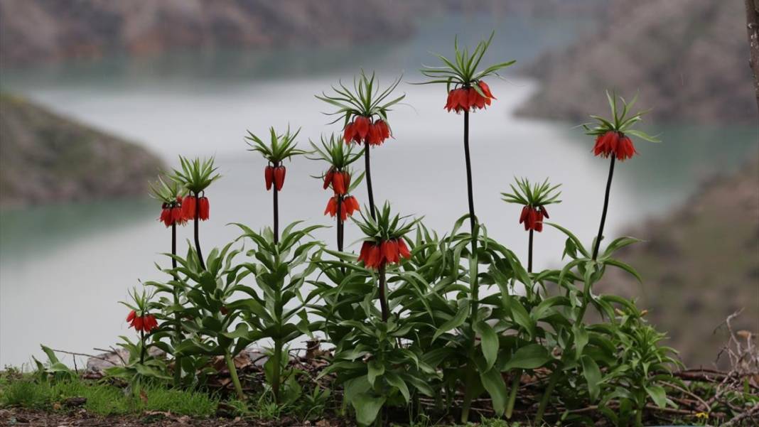 Ters laleler zamanı 1