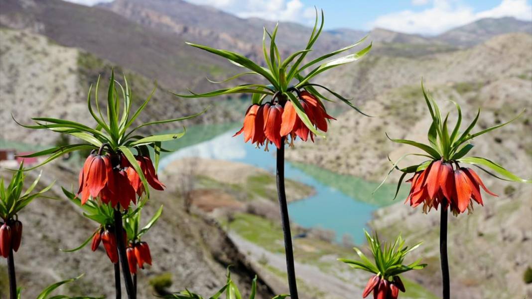 Ters laleler zamanı 11