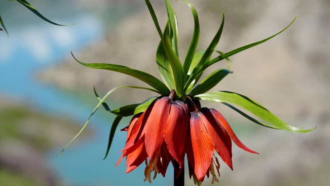 Ters laleler zamanı 12